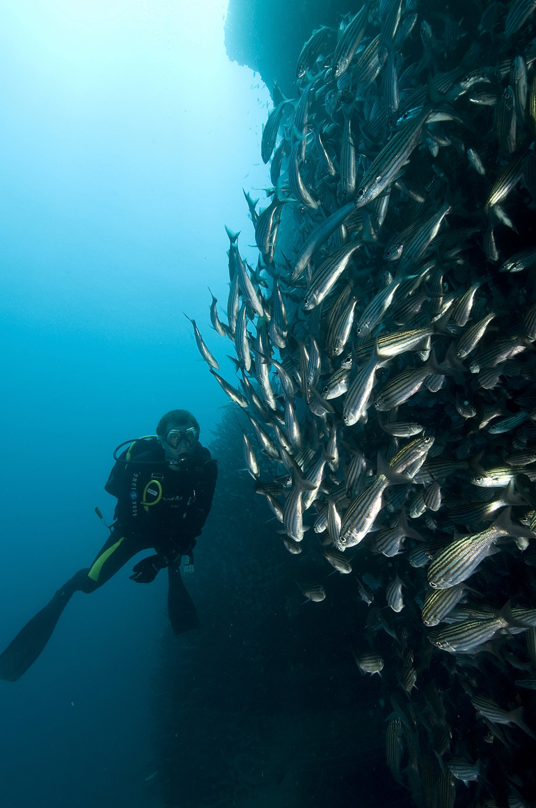 107 fish, Galapagos.jpg